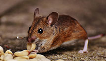 biohazard-cleanup-for-pest-infestations Experts in Essex